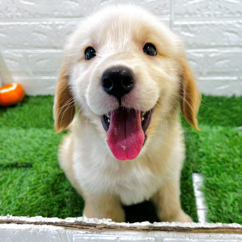 でかわんこ＆もふわんこが仲間入りしました🐾ペットショップ犬の家＆猫